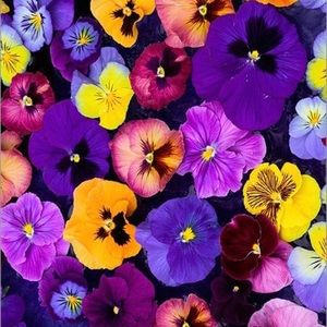 Meet your Posher, Cheryl